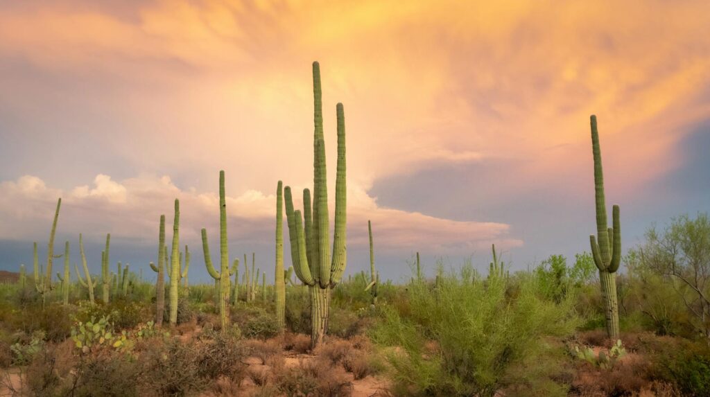 Tall saguaro cacti in the Sonoran Desert outside Tucson, Arizona, with mountains behind them.